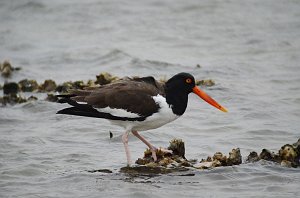 Oystercatcher, American, 2013-01034008 TX 100 near Port isabel, TX